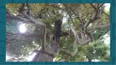 九重神社(埼玉県)