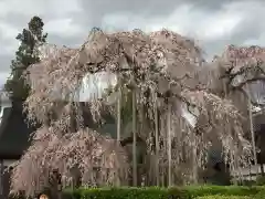 慈雲寺の自然