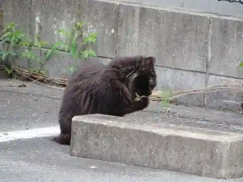 月夜見宮（豊受大神宮別宮）の動物