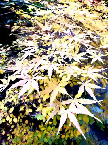 阿佐ヶ谷神明宮の自然