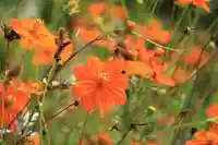 豊景神社の庭園