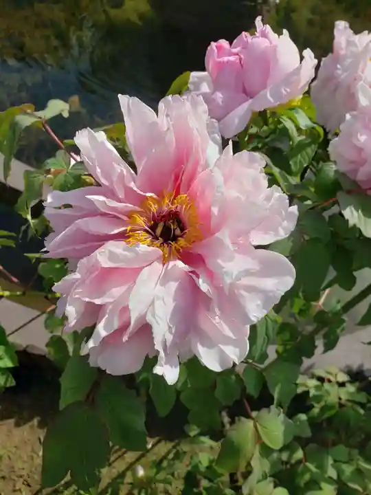 禅定院(東京都)