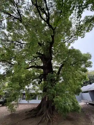上野東照宮の{uncategorized: "未分類", other: "その他", undefined: "問題あり", building: "その他建物", grave: "お墓", sacred_gate: "鳥居", guardian: "狛犬", statue: "像", buddha: "仏像", history: "歴史", nature: "自然", garden: "庭園", animal: "動物", pagoda: "塔", temizu: "手水舎", mountain_gate: "山門・神門", sanctuary: "本殿・本堂", subordinate: "末社・摂社", art: "芸術", scenery: "景色", jizo: "地蔵", ema: "絵馬", goshuin: "御朱印", omikuji: "おみくじ", items: "授与品その他", amulet: "お守り", goshuincho: "御朱印帳", eats: "食事", festival: "お祭り", votive_dance: "神楽", shichigosan: "七五三参", wedding: "結婚式", experience: "体験その他", initially: "初詣", around: "周辺", anti_infection: "感染症対策"}