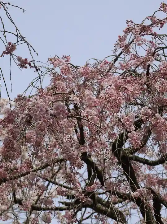 勝持寺(花の寺)(京都府)