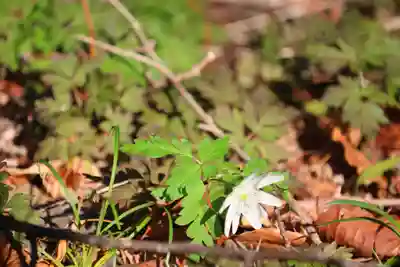 白幡神社の自然