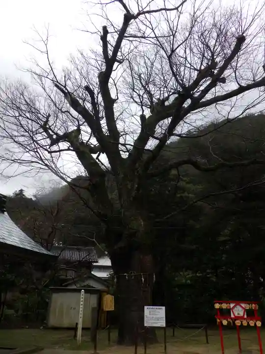 長田神社の自然