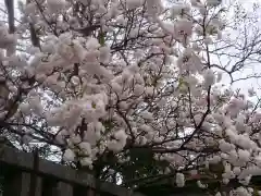 伊賀八幡宮の自然