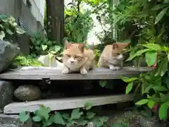 宝山寺の動物