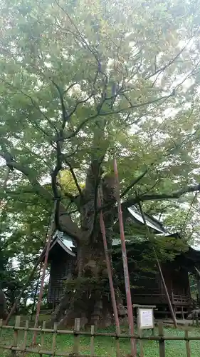 稲荷神社の自然