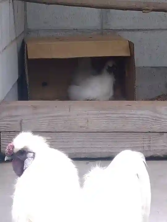 阿智神社の動物