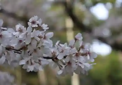 光明寺（粟生光明寺）(京都府)