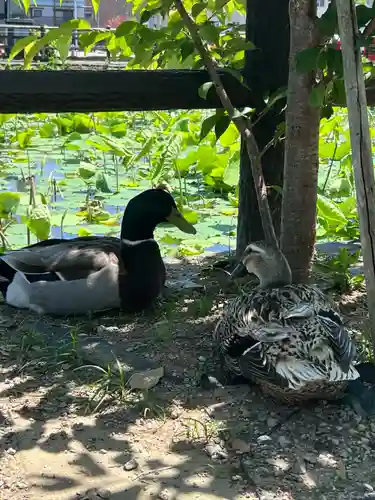 青井阿蘇神社(熊本県)