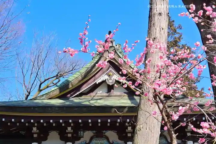川越八幡宮(埼玉県)