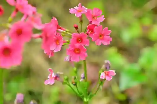 高龍神社(新潟県)