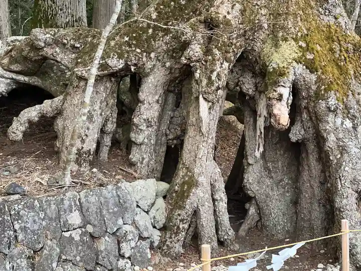 富士山東口本宮 冨士浅間神社の自然