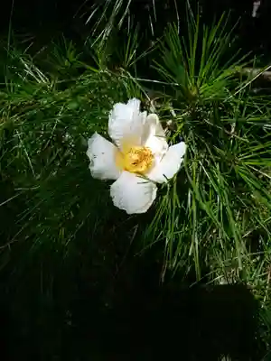 明月院(神奈川県)