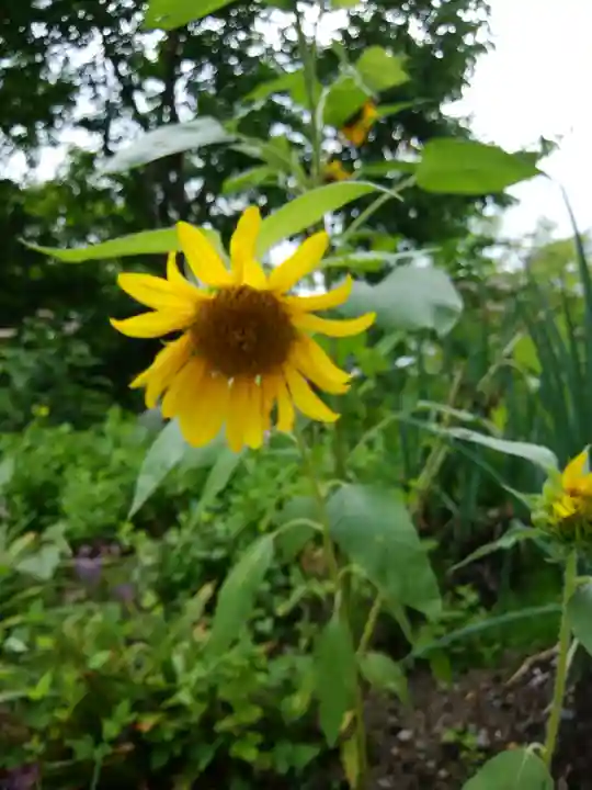 士別神社の自然