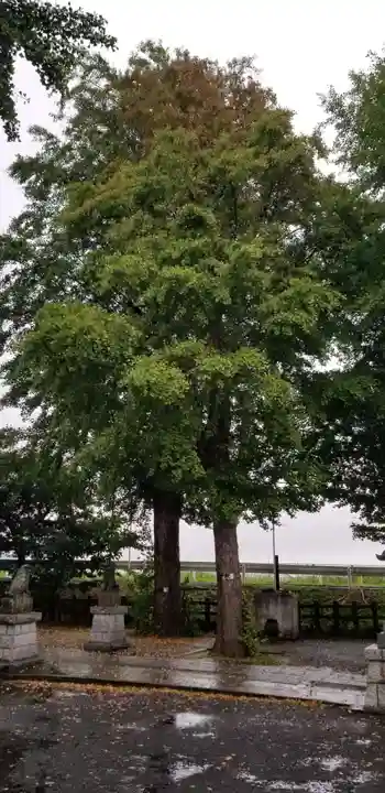 中川氷川神社の自然