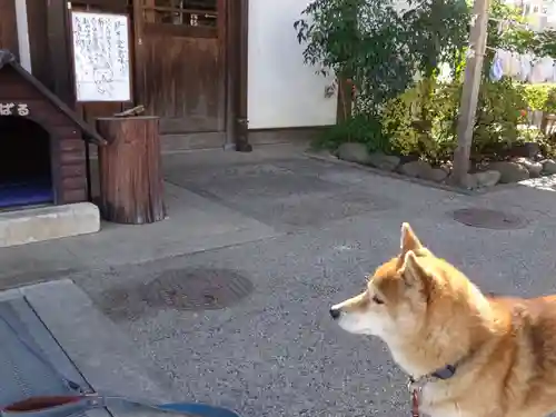 感通寺の動物