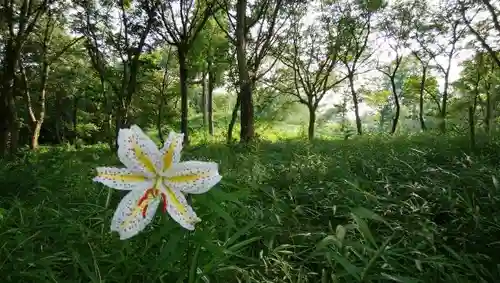 大生神社の自然