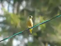 留辺蘂神社の動物