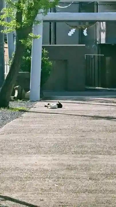 阿邪訶根神社の動物