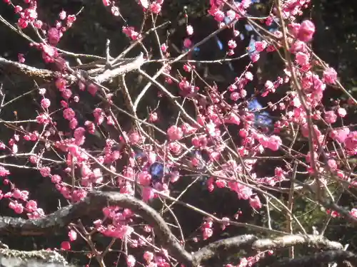 荏柄天神社の自然