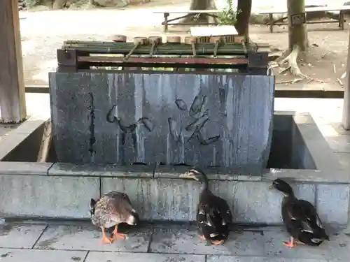 平塚八幡宮の動物