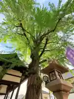 河内國魂神社の{uncategorized: "未分類", other: "その他", undefined: "問題あり", building: "その他建物", grave: "お墓", sacred_gate: "鳥居", guardian: "狛犬", statue: "像", buddha: "仏像", history: "歴史", nature: "自然", garden: "庭園", animal: "動物", pagoda: "塔", temizu: "手水舎", mountain_gate: "山門・神門", sanctuary: "本殿・本堂", subordinate: "末社・摂社", art: "芸術", scenery: "景色", jizo: "地蔵", ema: "絵馬", goshuin: "御朱印", omikuji: "おみくじ", items: "授与品その他", amulet: "お守り", goshuincho: "御朱印帳", eats: "食事", festival: "お祭り", votive_dance: "神楽", shichigosan: "七五三参", wedding: "結婚式", experience: "体験その他", initially: "初詣", around: "周辺", anti_infection: "感染症対策"}