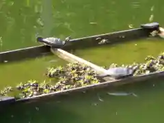 亀戸天神社の動物