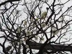 隅田川神社の自然