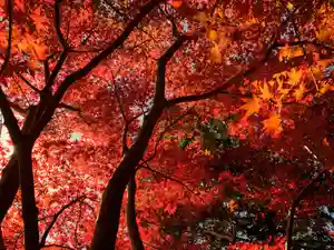 滑川神社 - 仕事と子どもの守り神の自然(2021年11月19日(金) 12時00分52秒投稿)