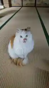 阿邪訶根神社の動物(2021年05月05日(水) 21時19分38秒投稿)