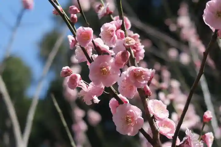 意賀美神社(大阪府)