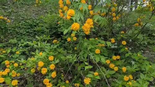東神楽神社の自然