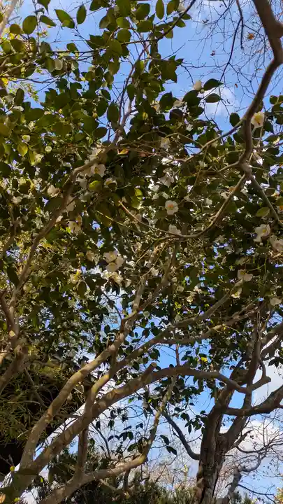 大豊神社(京都府)