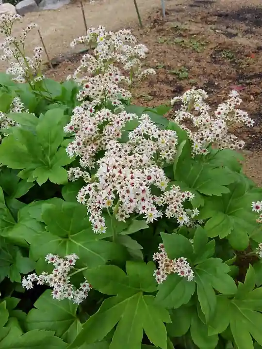 大鏑神社の自然