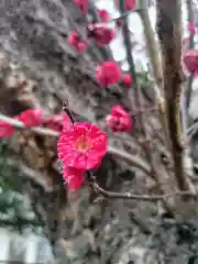 町田天満宮の自然