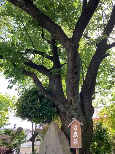 白山神社の自然
