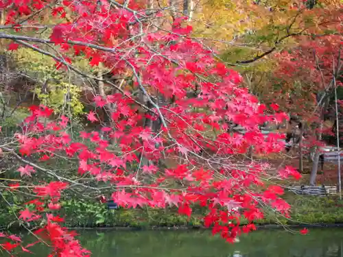 高台寺（高台寿聖禅寺・高臺寺）の自然