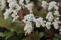 大鏑神社の自然