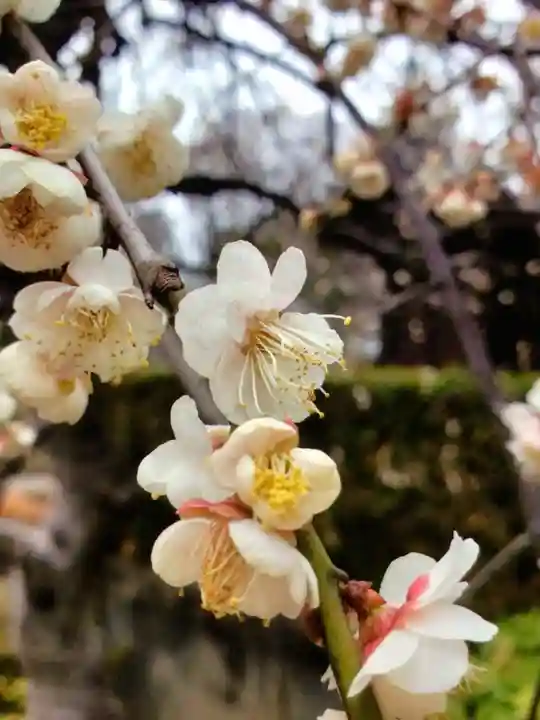 東長谷寺 薬王院(東京都)