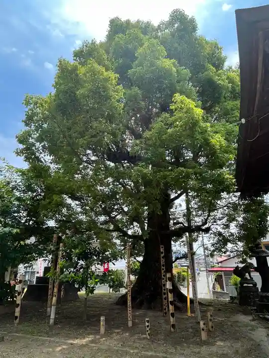 草木八幡神社(福岡県)