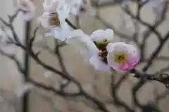 菅原天満宮（菅原神社）(奈良県)