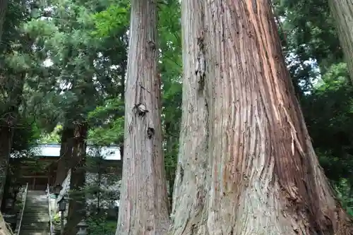 鹿島大神宮の自然