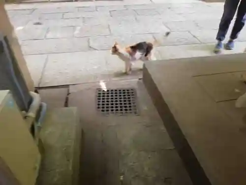 戸越八幡神社の動物