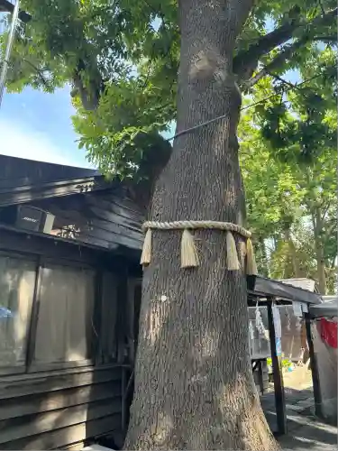 札幌諏訪神社の自然