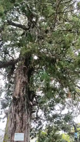 西蓮寺の{uncategorized: "未分類", other: "その他", undefined: "問題あり", building: "その他建物", grave: "お墓", sacred_gate: "鳥居", guardian: "狛犬", statue: "像", buddha: "仏像", history: "歴史", nature: "自然", garden: "庭園", animal: "動物", pagoda: "塔", temizu: "手水舎", mountain_gate: "山門・神門", sanctuary: "本殿・本堂", subordinate: "末社・摂社", art: "芸術", scenery: "景色", jizo: "地蔵", ema: "絵馬", goshuin: "御朱印", omikuji: "おみくじ", items: "授与品その他", amulet: "お守り", goshuincho: "御朱印帳", eats: "食事", festival: "お祭り", votive_dance: "神楽", shichigosan: "七五三参", wedding: "結婚式", experience: "体験その他", initially: "初詣", around: "周辺", anti_infection: "感染症対策"}