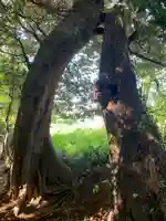 浅間神社の自然