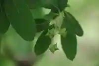 阿久津「田村神社」(郡山市阿久津町)旧社名:伊豆箱根三嶋三社の庭園